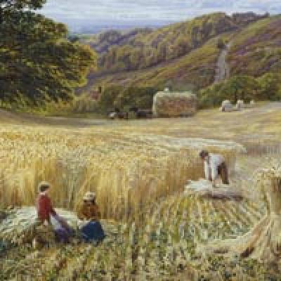 Surrey Harvest Time near Holmbury Hill G V Cole Print