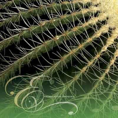 Echinocactus grusonii - RHS