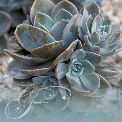 Graptoveria - RHS