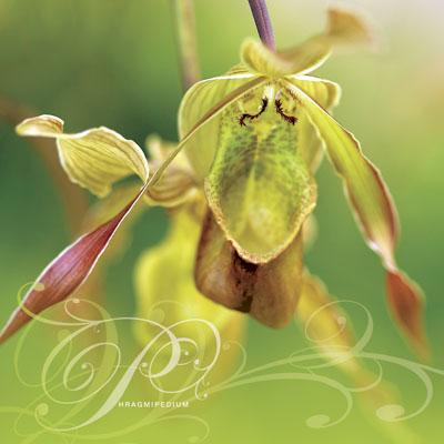 Phragmipedium - RHS