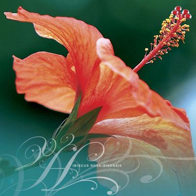 Hibiscus rose-sinensis var - RHS
