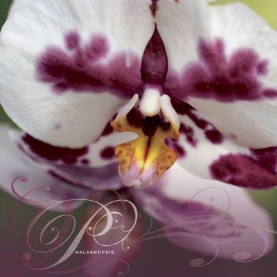 Phalaenopsis var - RHS