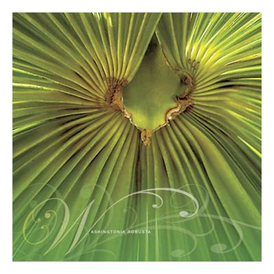Washingtonia robusta - RHS